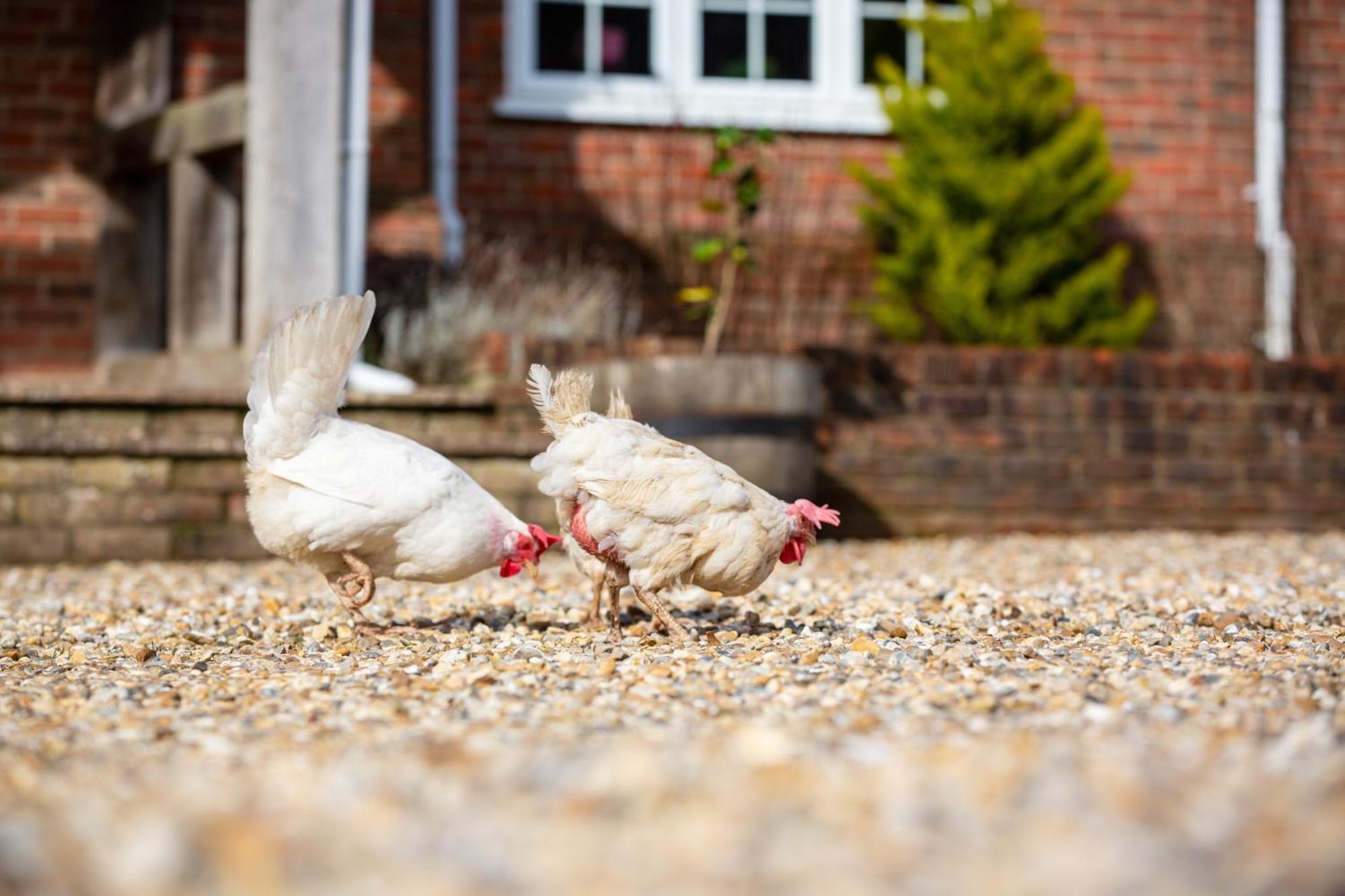 Langford Farmhouse - New Forest National Park Luxury 4Bd, Hot Tub, Cinema, 10 Acres Bartley Eksteriør billede